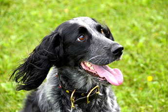 dog collar with your pet's name
